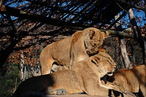 Lions Stock Photos