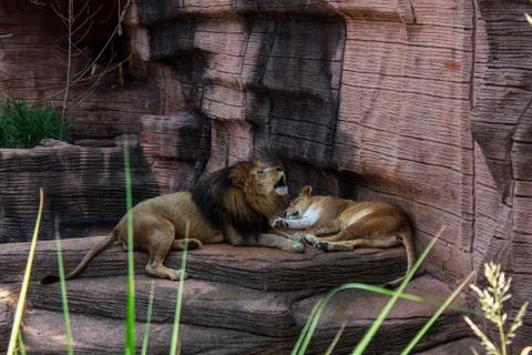 Lions Stock Photos