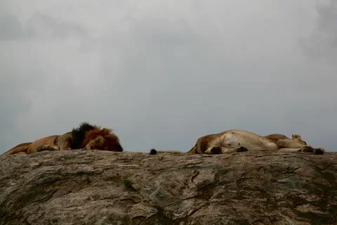 Lions Foto stock