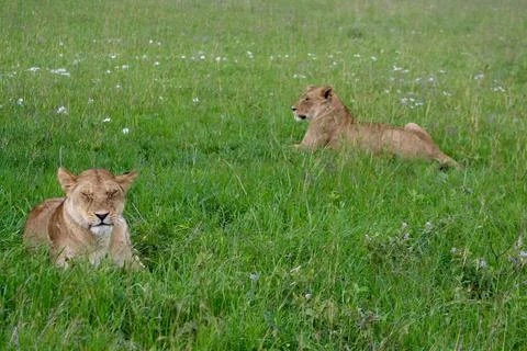 Lions Stock Photos