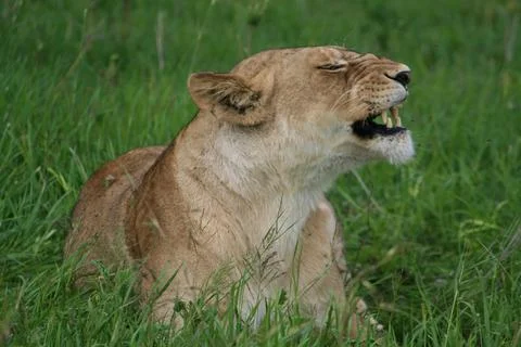 Lions Stock Photos