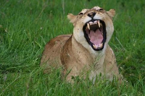 Lions Stock Photos