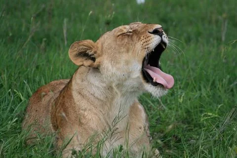 Lions Stock Photos