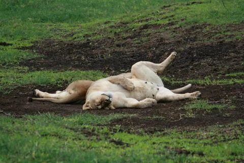 Lions Stock Photos