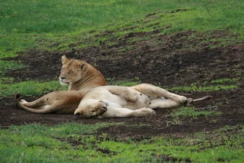 Lions Stock Photos