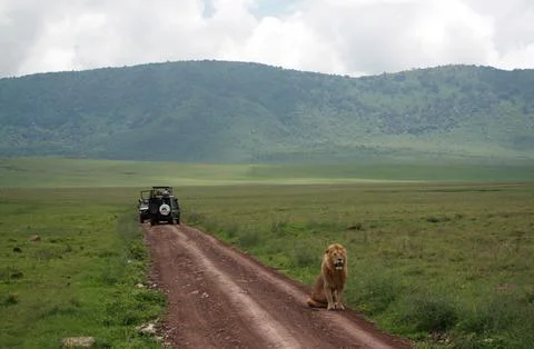 Lions Foto stock