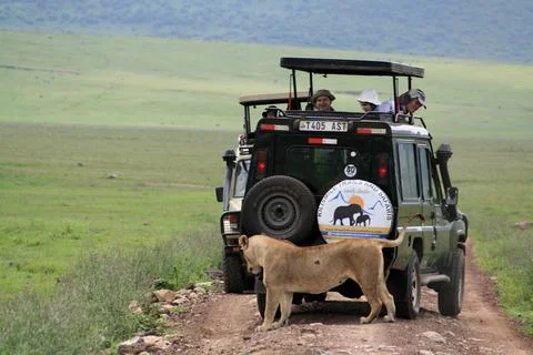Lions Foto stock