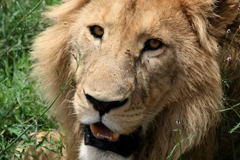 Lions Foto stock