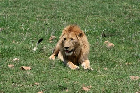 Lions Foto stock