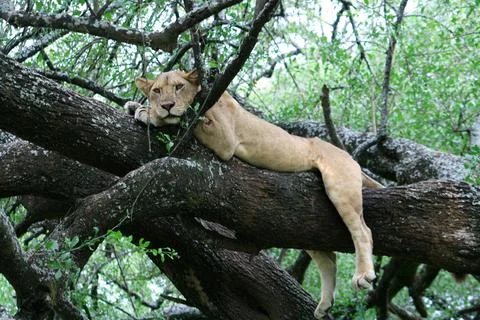 Lions Stock Photos