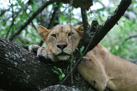Lions Foto stock