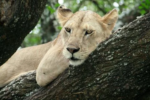 Lions Stock Photos