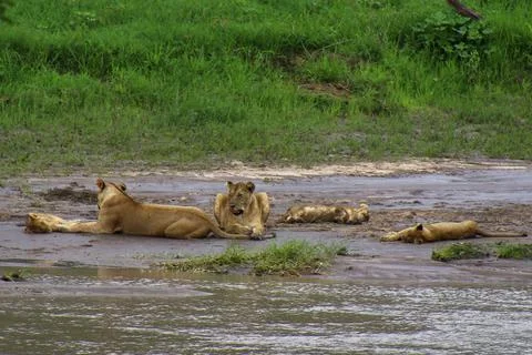 Lions Stock Photos