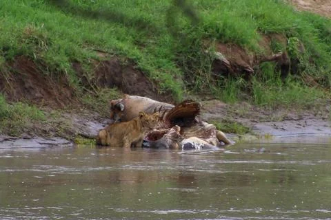 Lions Foto stock