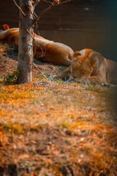 Lions Stock Photos