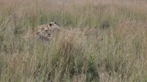 Lions in the plains 動画素材 10562642
