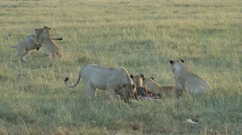 LIONS PLAY AT KILL Video stock 14607756