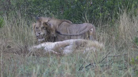 Lions playing and cuddling Stock Footage 12656244