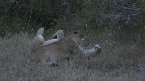 Lions playing with eachother Stock Footage 12648492