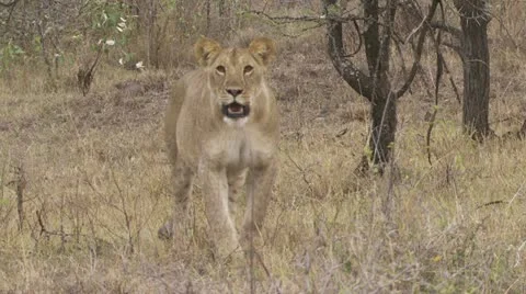 Lions playing with eachother Stock Footage 12649181