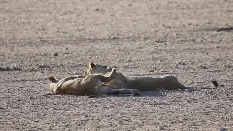 Lions Playing Stock Footage 80526466