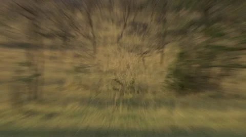 Lions playing on grass Stock Footage 12653254