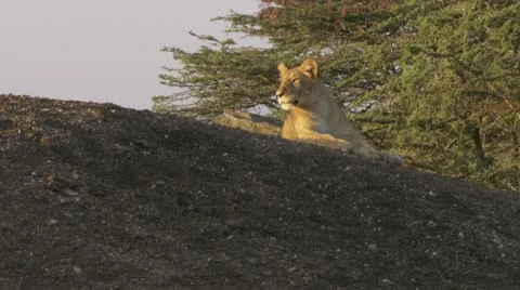 Lions playing on hill Stock Footage 12653251
