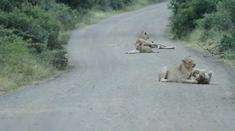 Lions playing in the middle of the road. Stock Footage 22019975