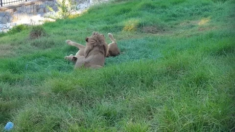 Lions playing at the Zoo Stockbeeldmateriaal 137876722