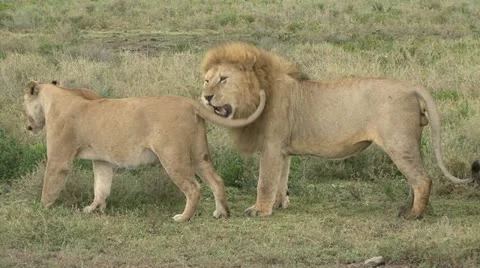 LIONS PRE-MATING Video stock 20590090