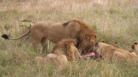 Lions &amp; Prey Stock Footage 12364538