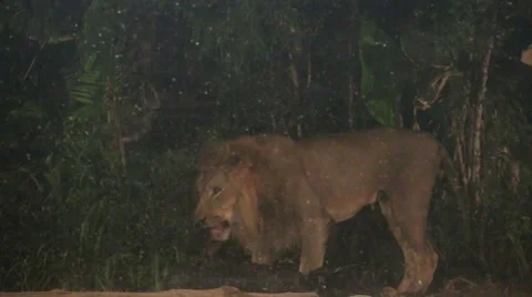 Lions prey Stock Footage 51140871