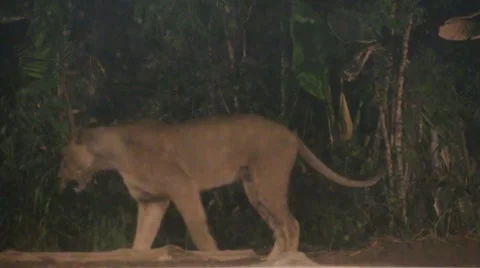 Lions prey Stock Footage 51141109