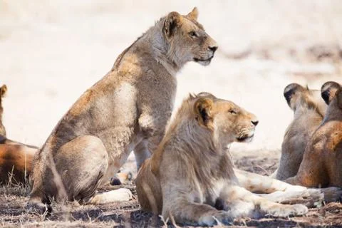 Lions pride resting Stock Photos
