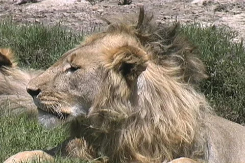 Lions profile Stock Footage 125728