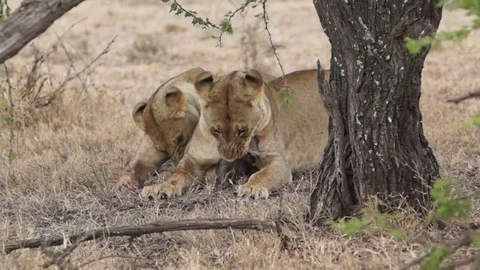 Lions Pull On Baby Wart Hog 動画素材 70606848