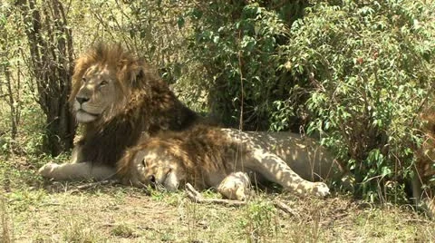 LIONS RELAX IN SHADE Video stock 17389001