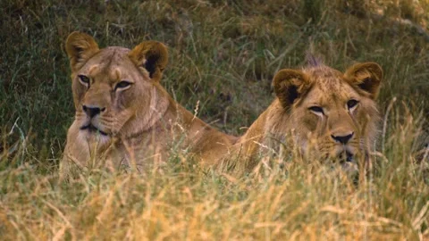  lions relaxing Stock Footage 246452090