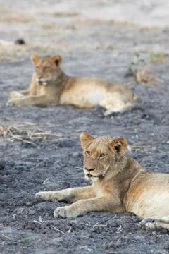 Lions at rest Stock Photos