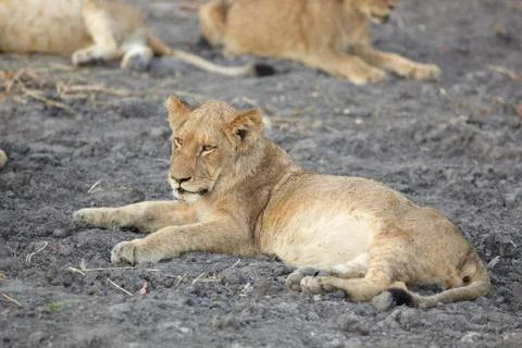 Lions at rest Stock Photos