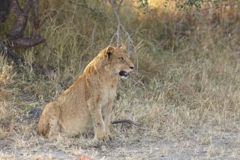 Lions at rest Stock Photos