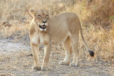Lions at rest Stock Photos
