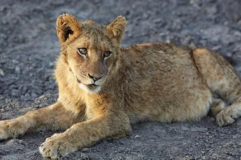 Lions at rest Stock Photos