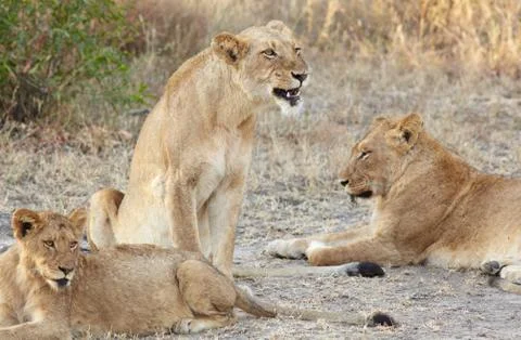Lions at rest Stock Photos