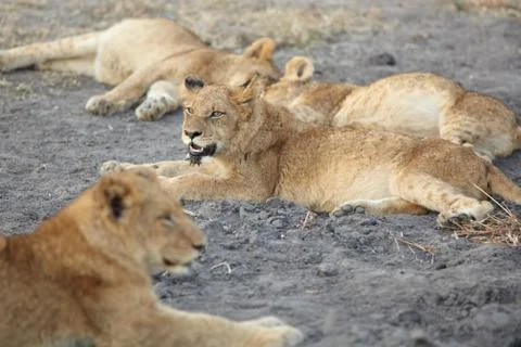 Lions at rest Foto stock