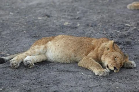 Lions at rest Foto stock