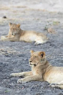 Lions at rest Stock Photos