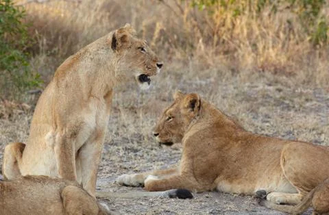 Lions at rest Stock Photos