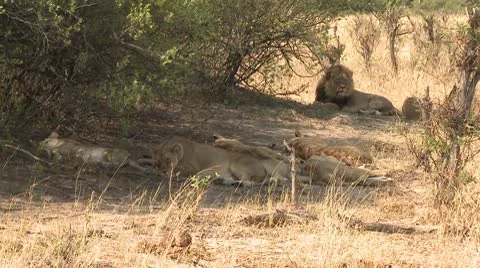 Lions Resting 1 Video stock 10591941