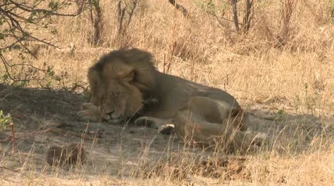 Lions Resting 2 Stock-Footage 10591854